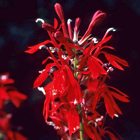 CARDINAL FLOWER